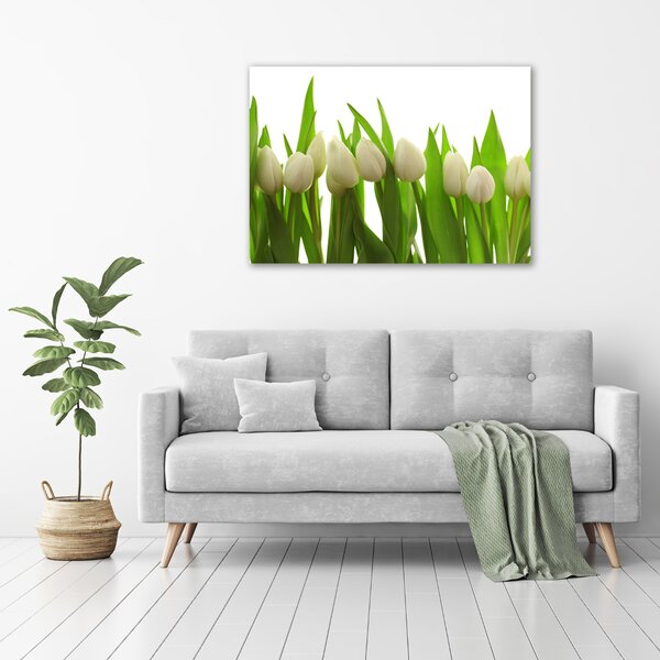 Foto-obrah sklo tvrzené Bílé tulipány osh-40774671