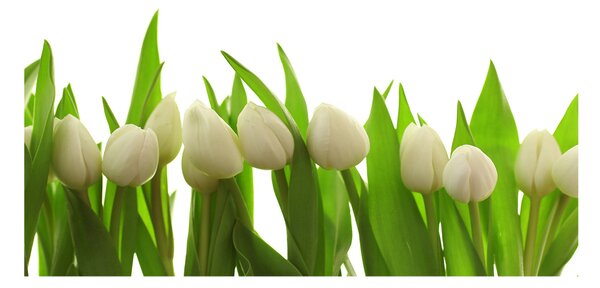 Foto-obrah sklo tvrzené Bílé tulipány osh-40774671
