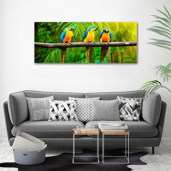 Moderní fotoobraz canvas na rámu Papoušci na větvi oc-42532067