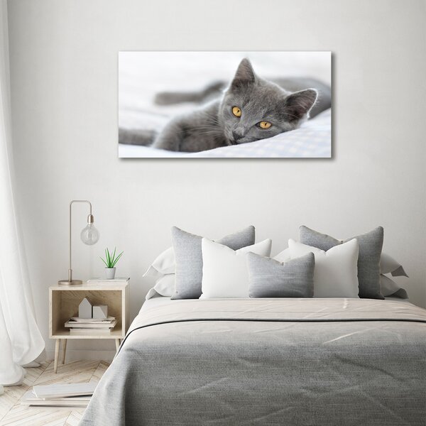 Foto obraz skleněný horizontální Šedá kočka osh-43951156