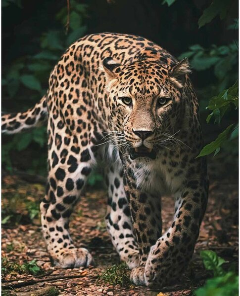Jerry Fabrics Dětská deka Leopard green, 120 x 150 cm