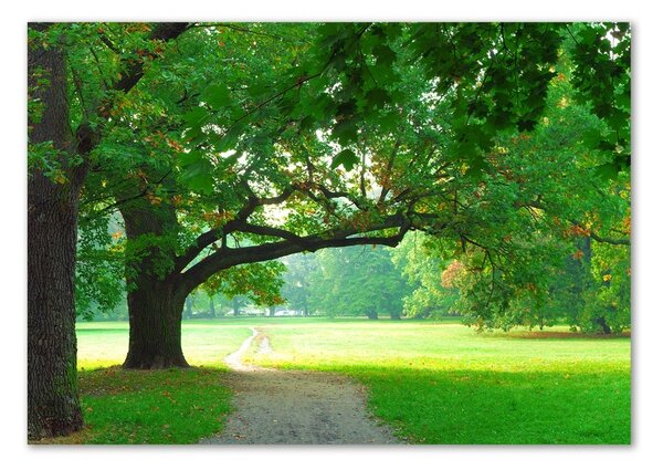 Foto obraz sklo tvrzené Podzimní park osh-45444718