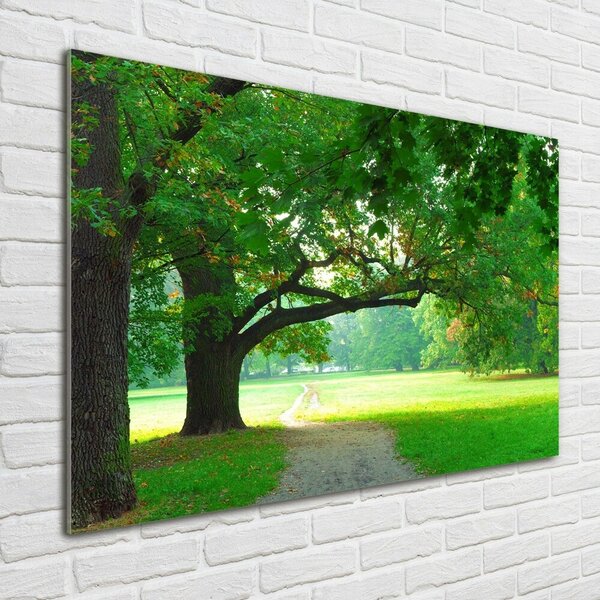 Foto obraz sklo tvrzené Podzimní park osh-45444718