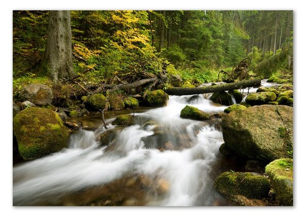 Foto obraz skleněný horizontální Olčiský potok osh-48996264