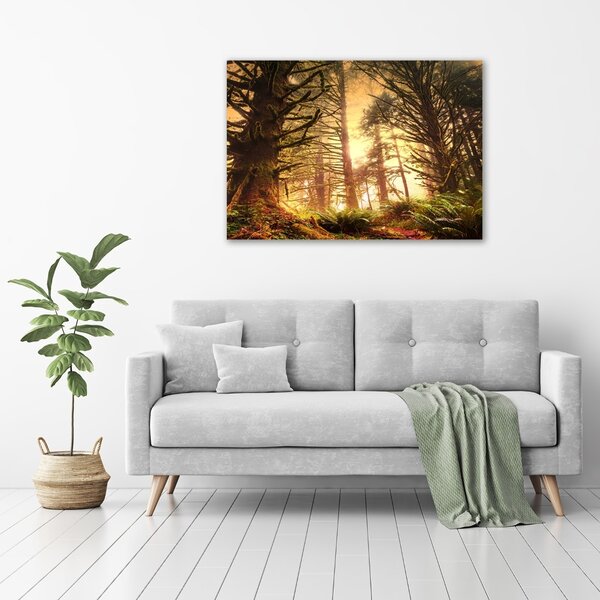 Foto obraz sklo tvrzené Dešťový prales osh-49624439