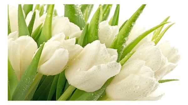 Moderní foto obraz na stěnu Bílé tulipány osh-49549577