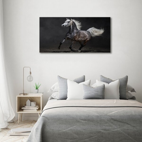 Foto obraz canvas Šedný arabský kůň oc-49747605