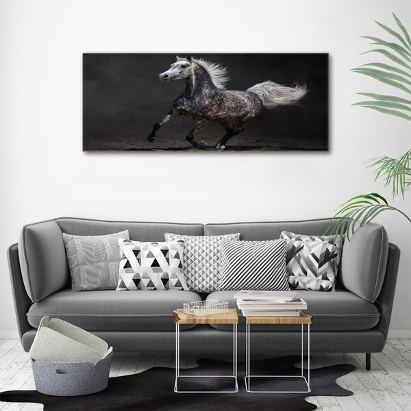 Foto obraz canvas Šedný arabský kůň oc-49747605