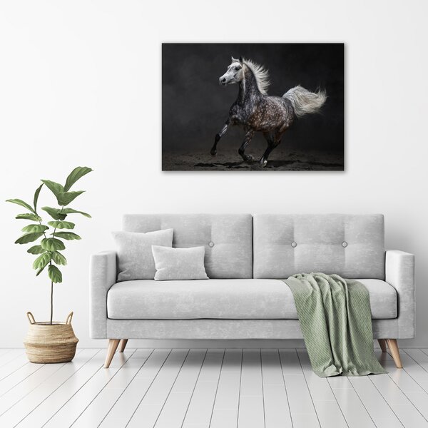 Foto obraz canvas Šedný arabský kůň oc-49747605