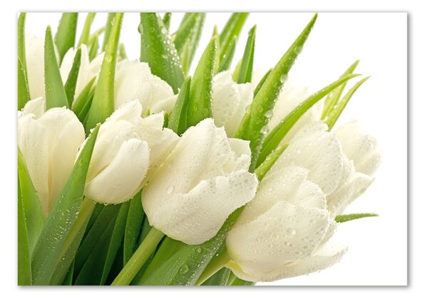 Moderní foto obraz na stěnu Bílé tulipány osh-49549577