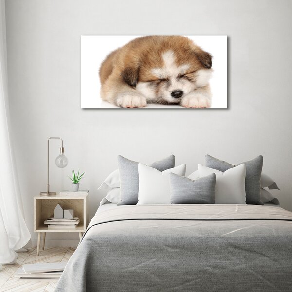 Foto obraz na plátně Štěně Akita oc-49805861