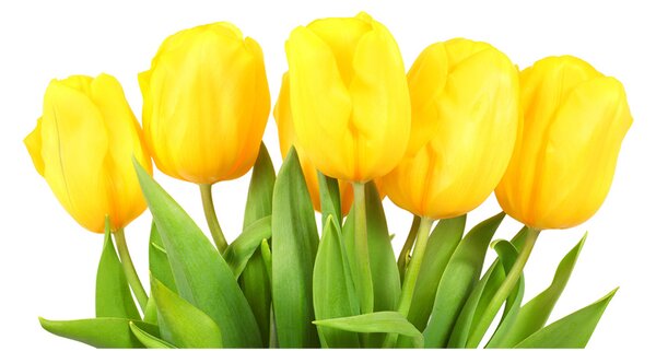 Foto-obrah sklo tvrzené Žluté tulipány osh-50296445
