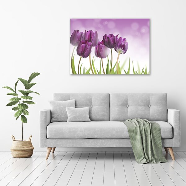 Foto obraz na plátně Fialové tulipány oc-52340543