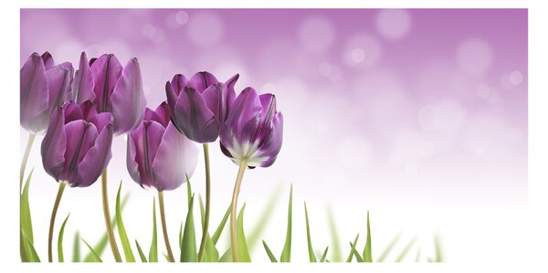 Fotoobraz na skle Fialové tulipány osh-52340543