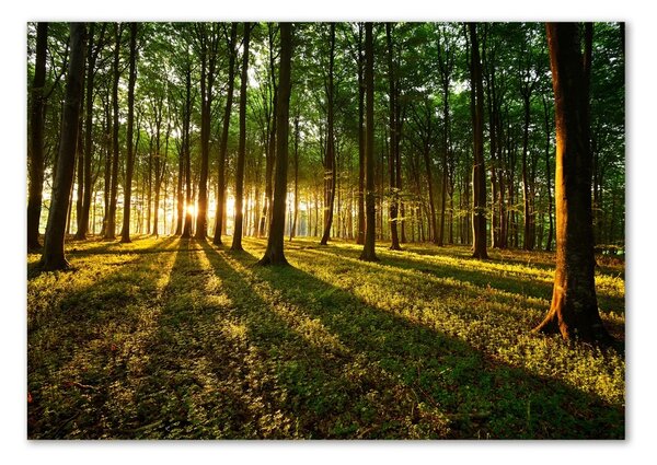 Foto obraz fotografie na skle Sluneční paprsky osh-53546475