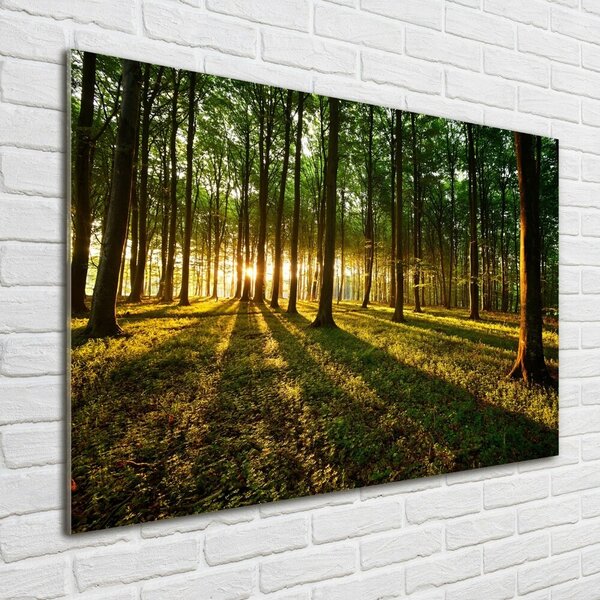 Foto obraz fotografie na skle Sluneční paprsky osh-53546475