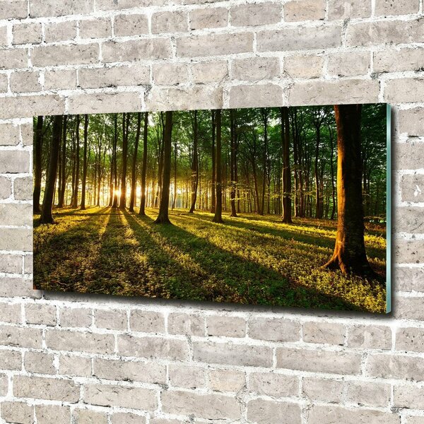 Foto obraz fotografie na skle Sluneční paprsky osh-53546475