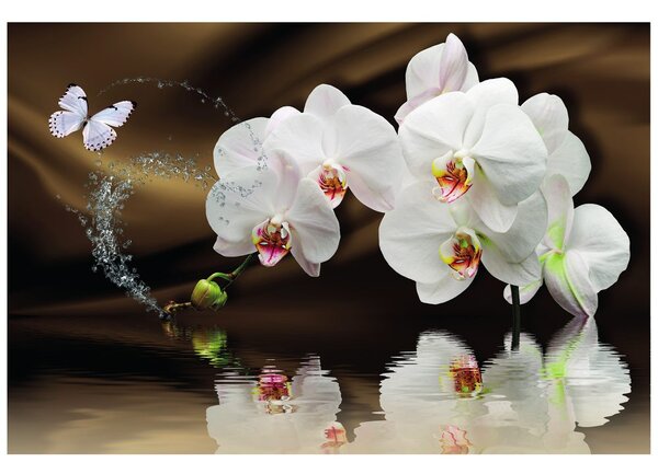 Tapeta orchidej a motýl