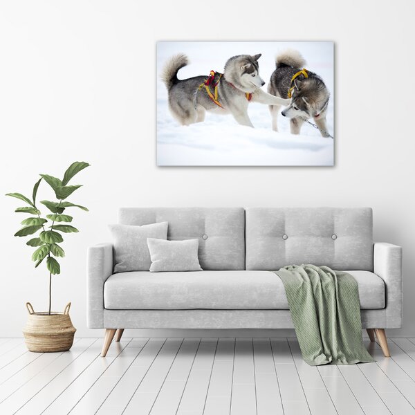 Foto obraz canvas Hasky zima oc-56011790