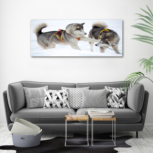 Foto obraz canvas Hasky zima oc-56011790