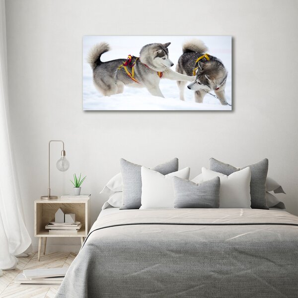 Foto obraz canvas Hasky zima oc-56011790