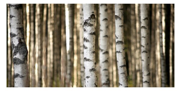 Foto-obraz fotografie na skle Břízy osh-56871841