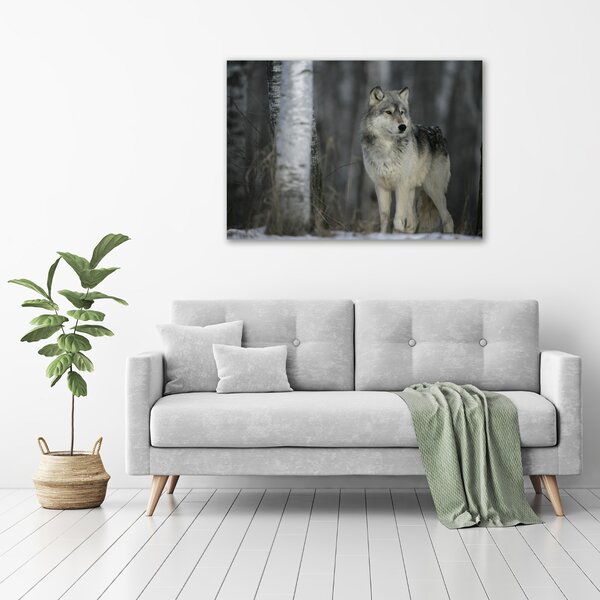 Foto obraz canvas Šedý vlk oc-57875164