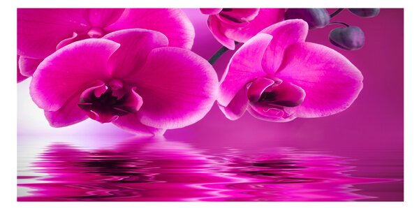 Fotoobraz na skle Orchidej osh-58002130