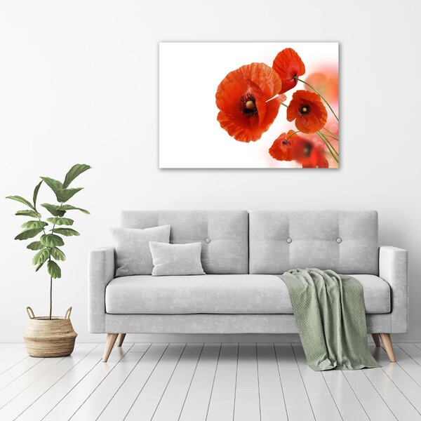 Foto obraz canvas Máky oc-58416422