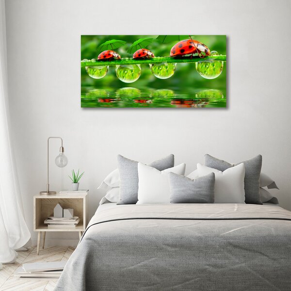 Moderní obraz canvas na rámu Berušky deštníky oc-58636971