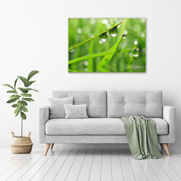 Moderní obraz canvas na rámu Kapky na trávě oc-59105885