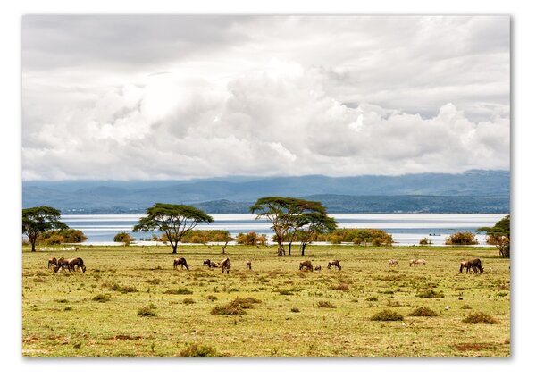 Foto obraz fotografie na skle Jezero Naivasha osh-60219348