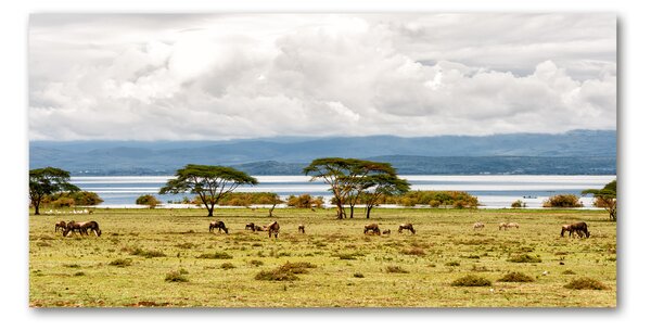 Foto obraz fotografie na skle Jezero Naivasha osh-60219348