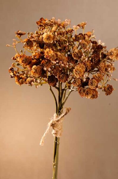 Paramit DRY GYPSO Aranžovací květina 30 cm hnědá