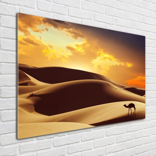 Foto obraz fotografie na skle Velbloud Sahara osh-62618383