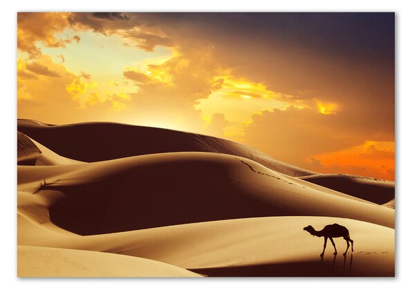 Foto obraz fotografie na skle Velbloud Sahara osh-62618383