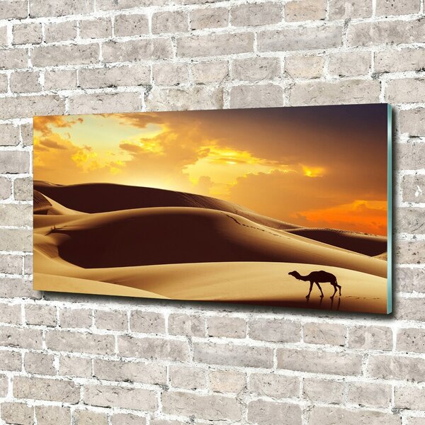 Foto obraz fotografie na skle Velbloud Sahara osh-62618383