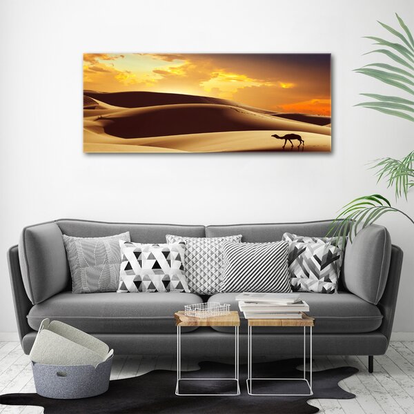 Foto obraz na plátně Velbloud Sahara oc-62618383