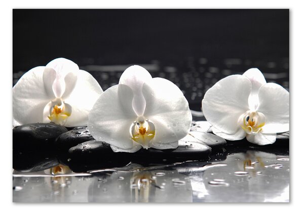 Foto-obrah sklo tvrzené Orchidej osh-62952104