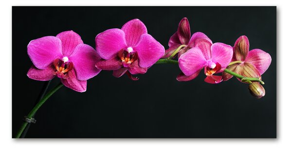 Fotoobraz na skle Orchidej osh-64284743