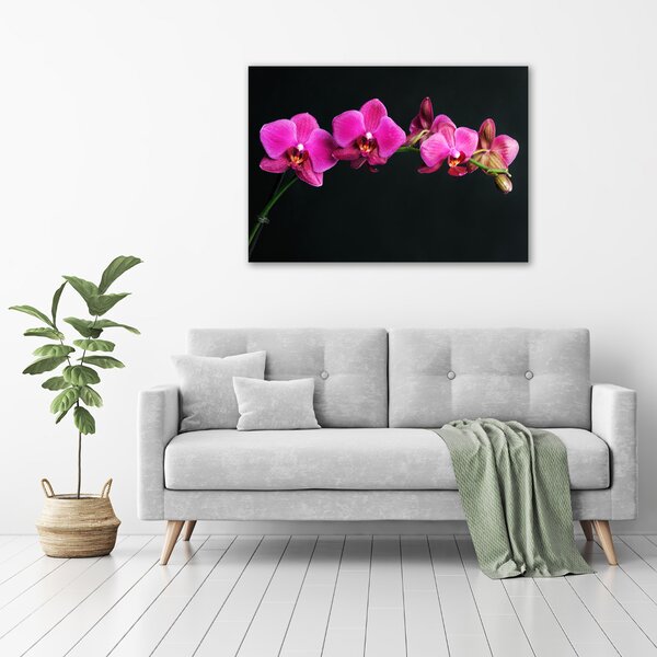 Foto obraz na plátně Orchidej oc-64284743
