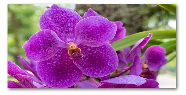Foto obraz skleněný horizontální Orchidej osh-64607986