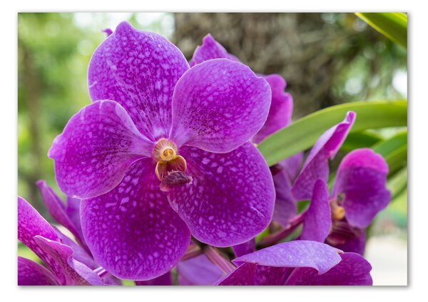 Foto obraz skleněný horizontální Orchidej osh-64607986