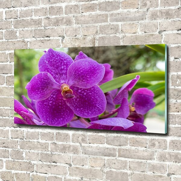 Foto obraz skleněný horizontální Orchidej osh-64607986