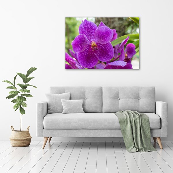 Foto obraz na plátně Orchidej oc-64607986