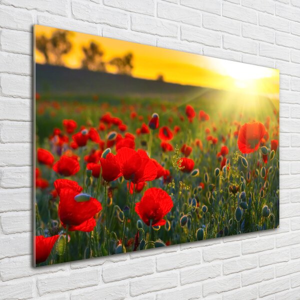 Foto obraz fotografie na skle Pole máků osh-65460599