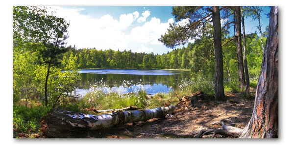 Foto obraz sklo tvrzené Lesní panorama osh-65467698