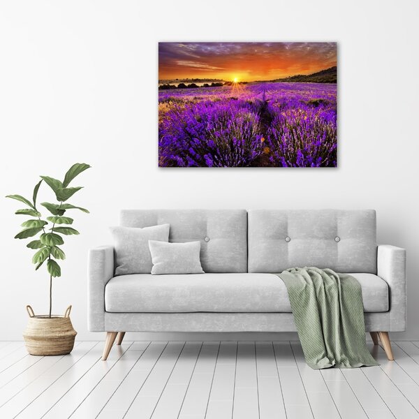 Foto obraz canvas Pole levandule oc-66255723