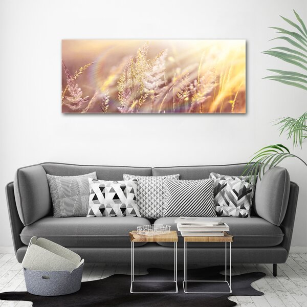 Foto obraz na plátně Vysoká tráva oc-66866961