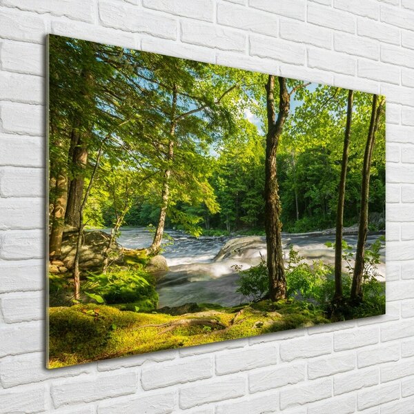Foto obraz skleněný horizontální Řeka v lese osh-66915556